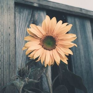 Meet your Posher, Marie